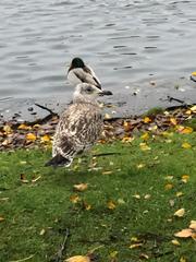 Larus argentatus