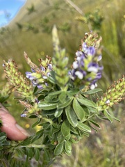 Psoralea spicata
