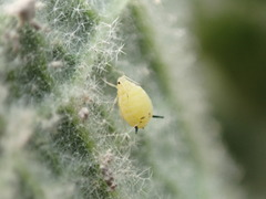 Aphis verbasci