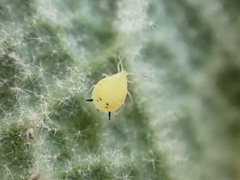 Aphis verbasci