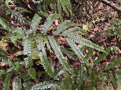 Adiantum pyramidale