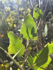 Ageratina jucunda