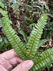 Adiantum pyramidale
