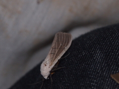 Creatonotos transiens vacillans