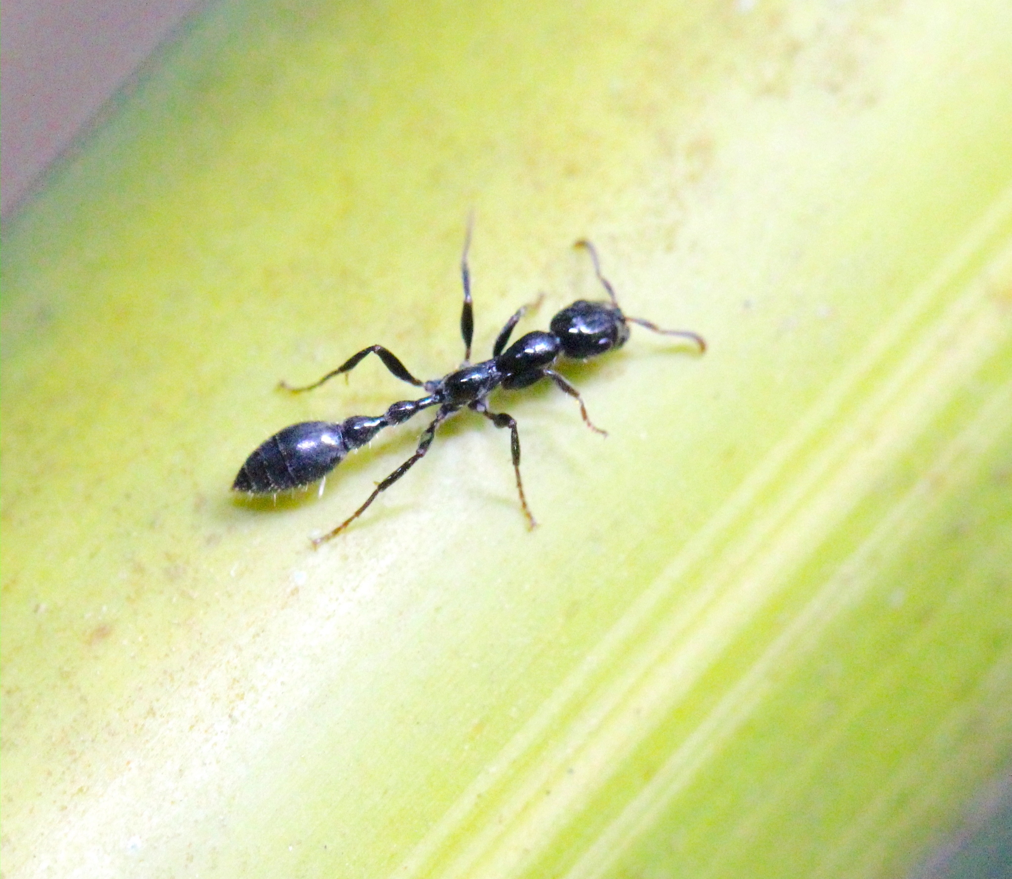 Tetraponera binghami