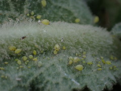 Aphis verbasci