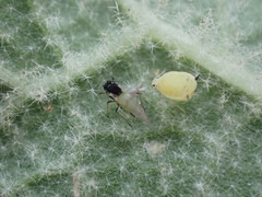 Aphis verbasci