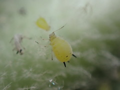 Aphis verbasci