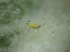 Aphis verbasci