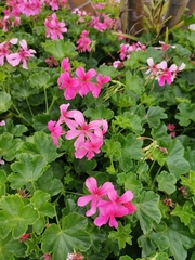 Pelargonium × hybridum