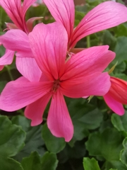 Pelargonium × hybridum