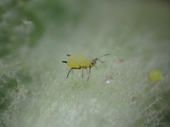 Aphis verbasci