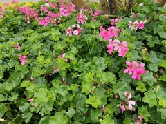 Pelargonium × hybridum