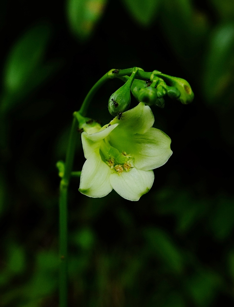 Helia grandiflora