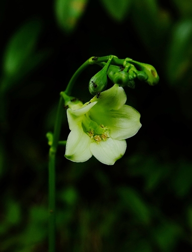 Chelonanthus grandiflorus