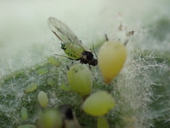 Aphis verbasci