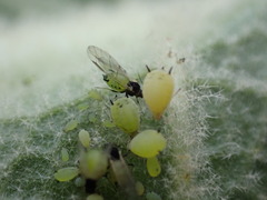Aphis verbasci