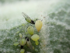 Aphis verbasci
