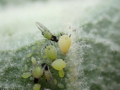 Aphis verbasci