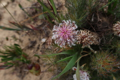 Serruria cyanoides