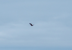 Haliaeetus albicilla