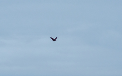 Haliaeetus albicilla