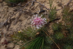 Serruria cyanoides
