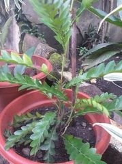 Phyllanthus pulcher