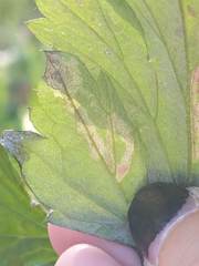 Liriomyza ptarmicae