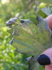 Liriomyza ptarmicae