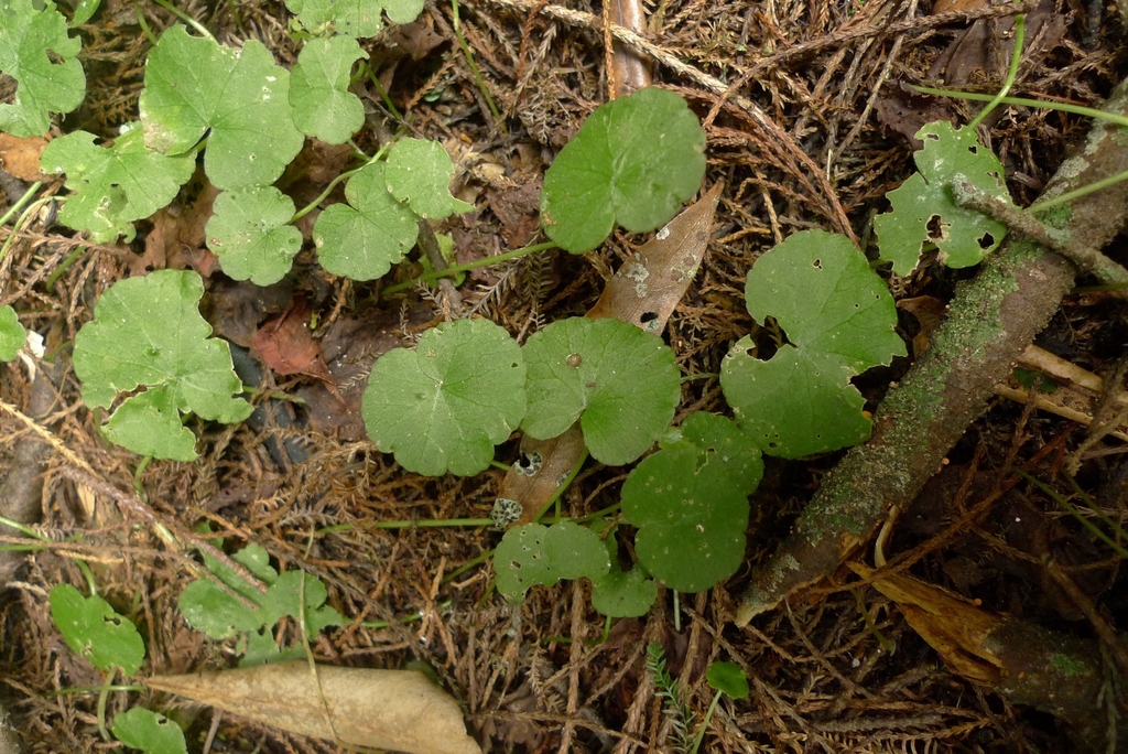 Hydrocotyle pterocarpa