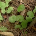 Hydrocotyle pterocarpa - Photo (c) Leon Perrie, some rights reserved (CC BY-NC), uploaded by Leon Perrie