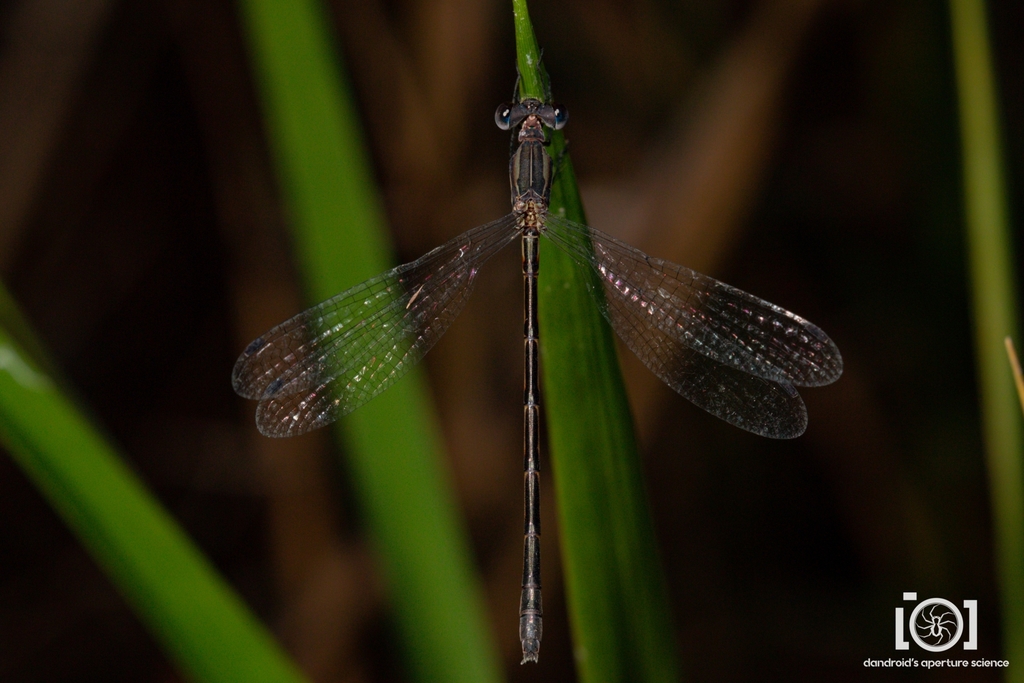 Southern Spreadwing
