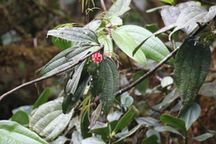 Psammisia ulbrichiana