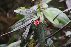 Psammisia ulbrichiana