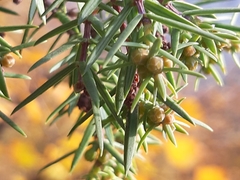 Juniperus oxycedrus oxycedrus