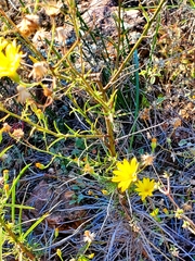 Croptilon hookerianum