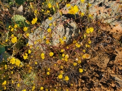 Croptilon hookerianum