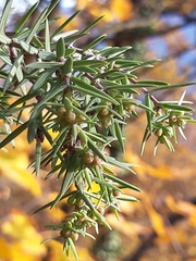 Juniperus oxycedrus oxycedrus