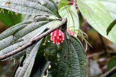 Psammisia ulbrichiana