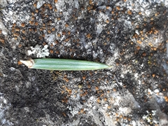 Juniperus oxycedrus oxycedrus