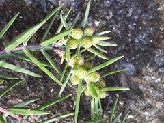 Juniperus oxycedrus oxycedrus