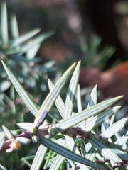 Juniperus oxycedrus oxycedrus
