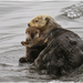 Northern Sea Otter - Photo (c) Martha de Jong-Lantink, some rights reserved (CC BY-NC-ND)