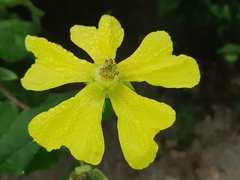 Abutilon pubistamineum