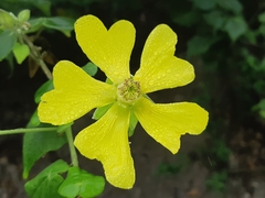 Abutilon pubistamineum