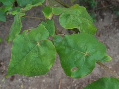 Abutilon pubistamineum