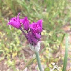 Allium crispum
