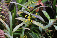 Maxillaria alticola
