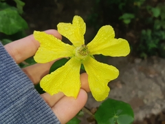 Abutilon pubistamineum